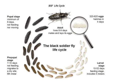 Join Our Black Soldier Fly (BSF) Farming Training to Reduce Feed Costs and Boost Farm Sustainability
