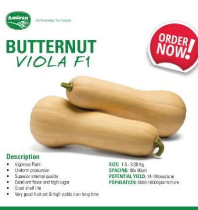 Butternut Viola F1