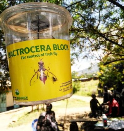 Bactrocera Complete Set