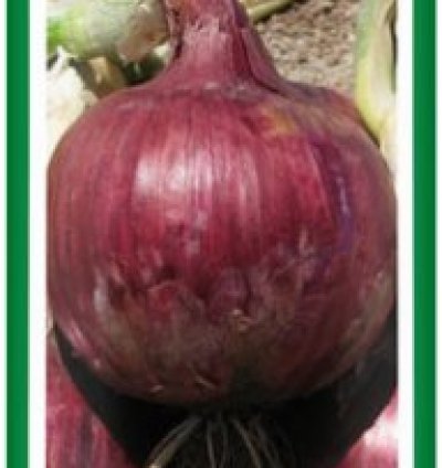 Hybrid Onion Red Cornet F1