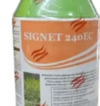 Signet 240EC