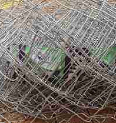 Zingira Chain Link 6 Feet High